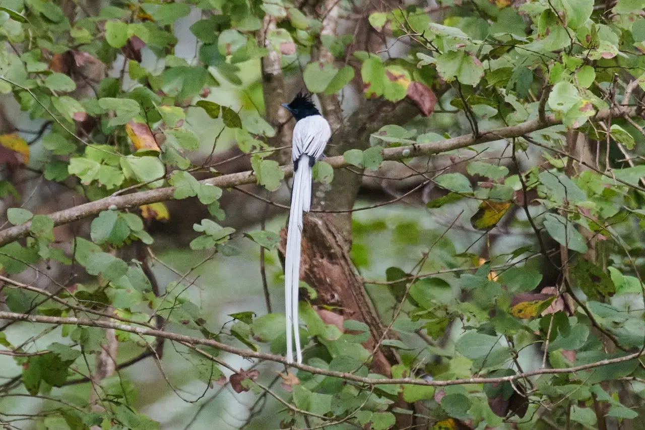 birdwatching, true nature exposure, authentic